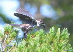 元気なホシガラス⑫