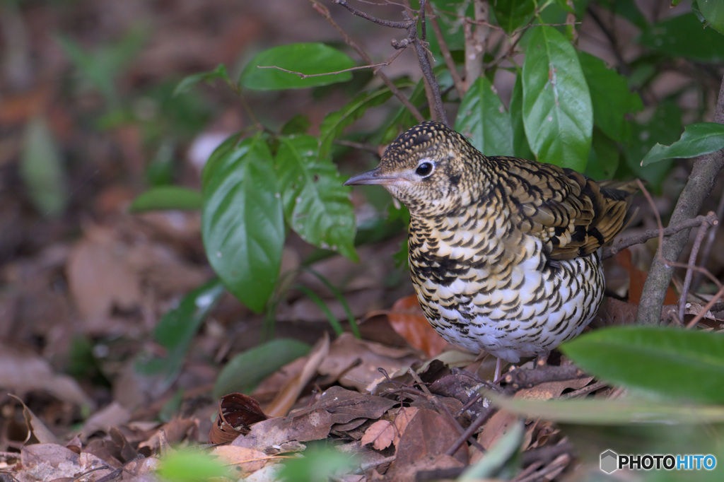 トラツグミ2023⑥