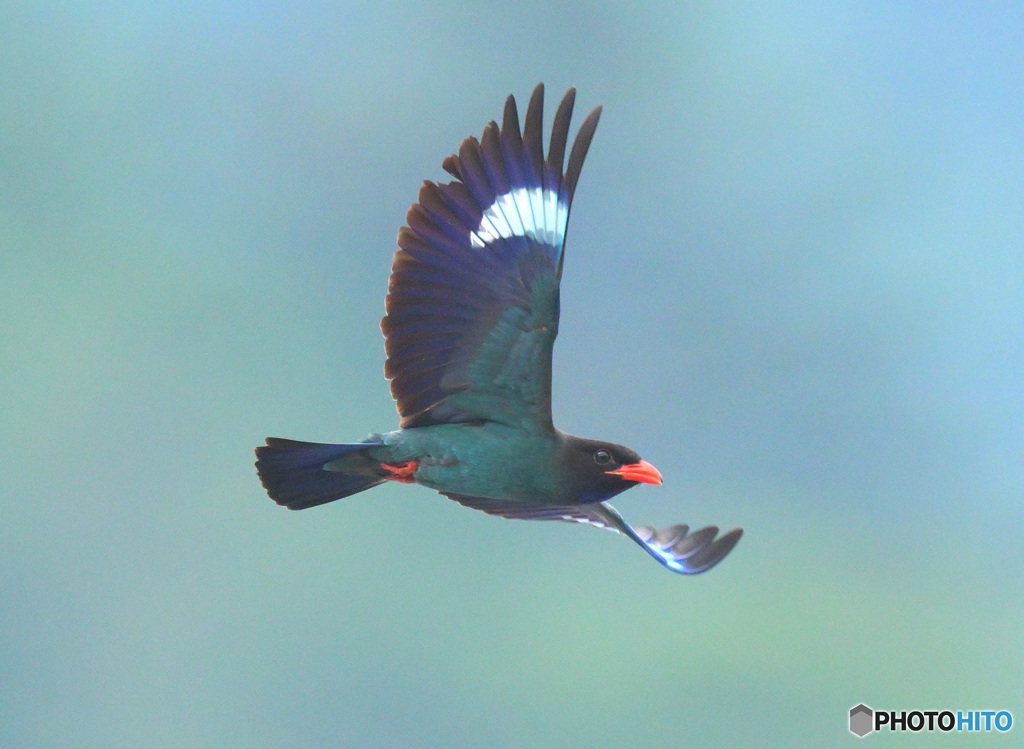 ブッポウソウ㊺