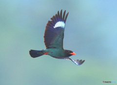 ブッポウソウ㊺