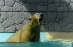 シロクマのアクビ