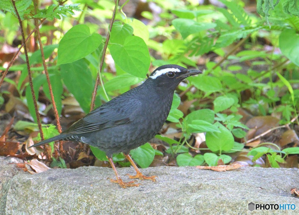 5月のマミジロ君②