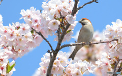 青空にニュウナイスズメ