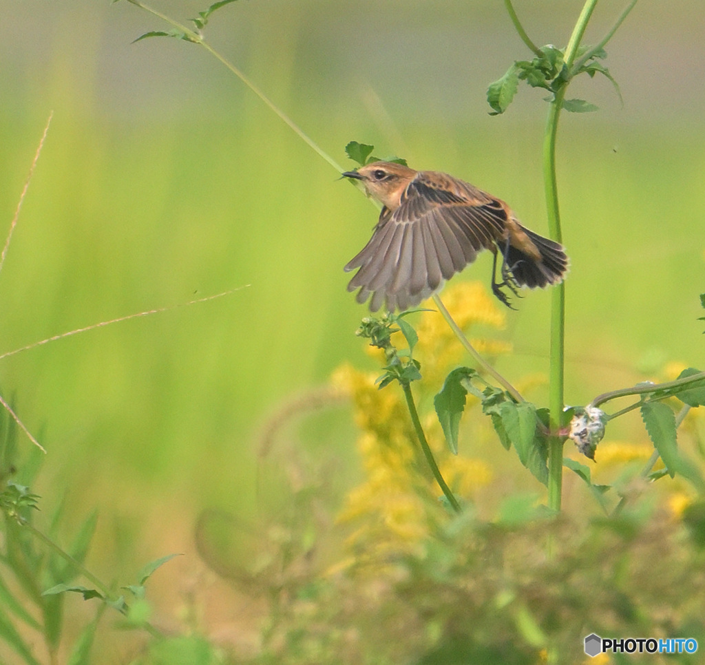 ノビタキの飛び出し②