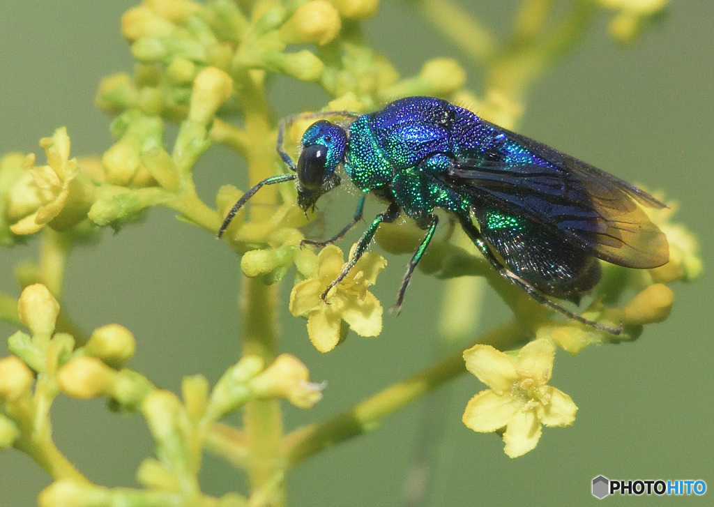 オオセイボウ２０２４④