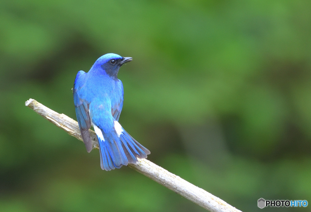 オオルリくんⅡ