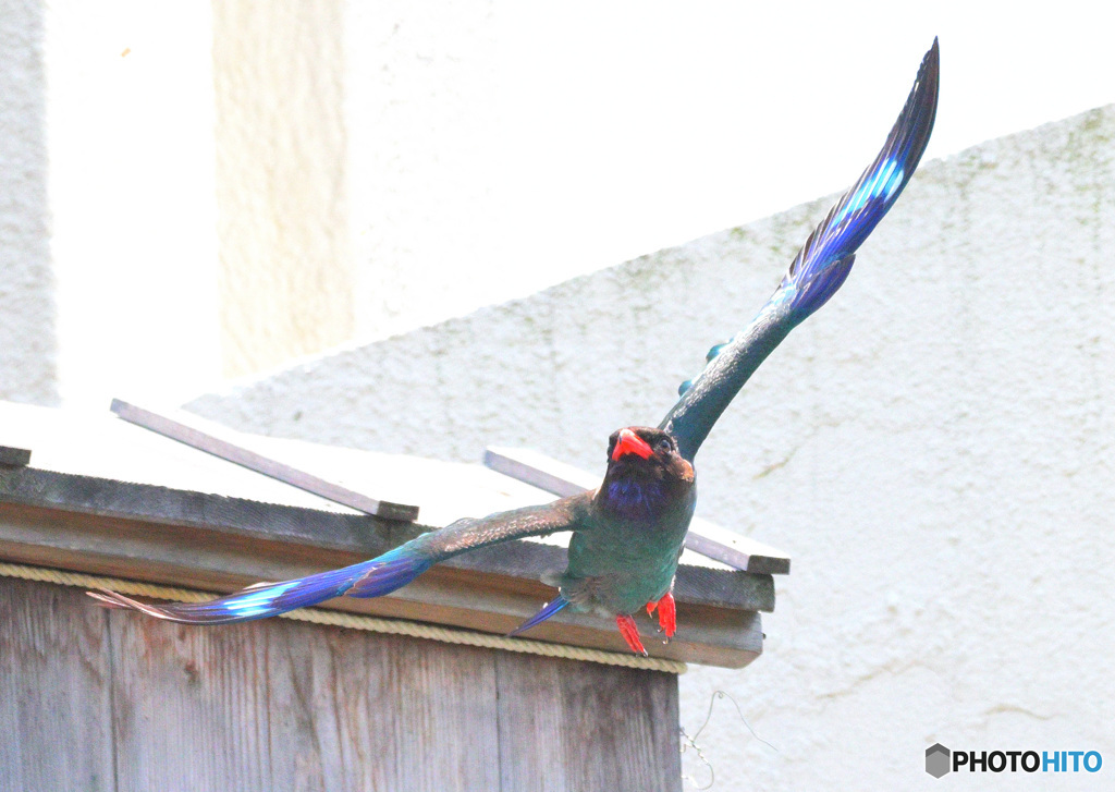 ブッポウソウ2022④