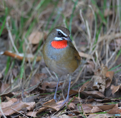お澄まし顔のノゴマ君