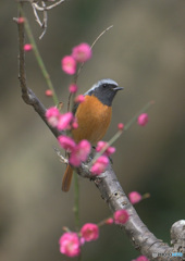満開の紅梅ジョウビタキ③