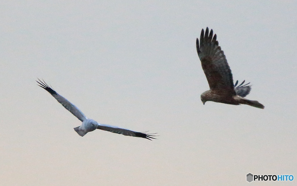 ダブルハイチュウ３