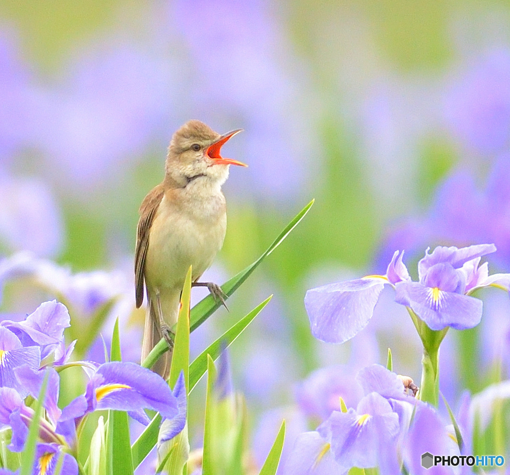 花菖蒲にオオヨシキリ⑥