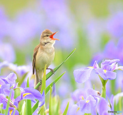 花菖蒲にオオヨシキリ⑥
