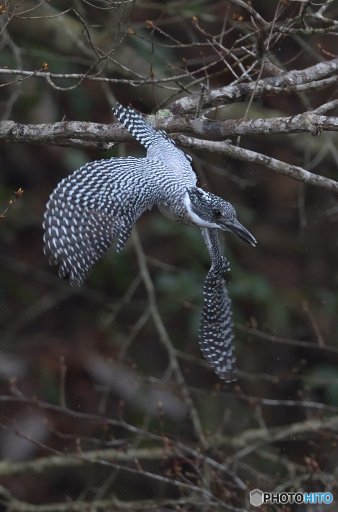 本日のヤマセミ