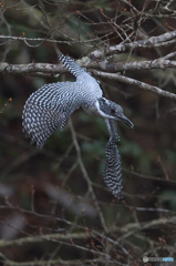 本日のヤマセミ