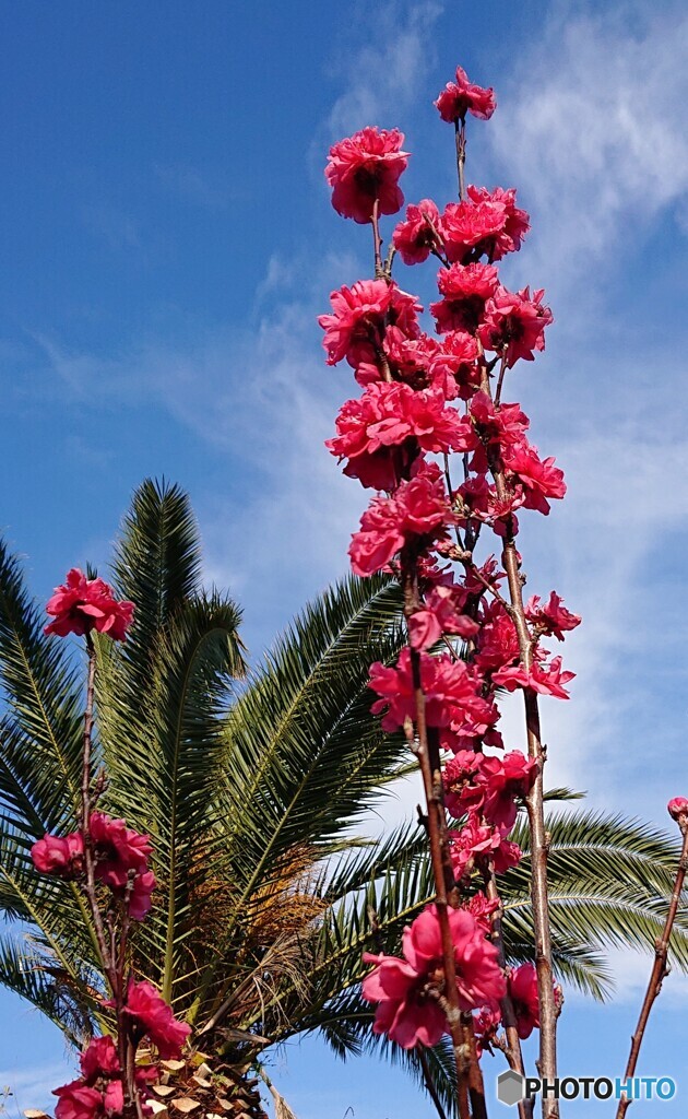青空に花桃