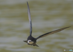ハリオアマツバメ⑯