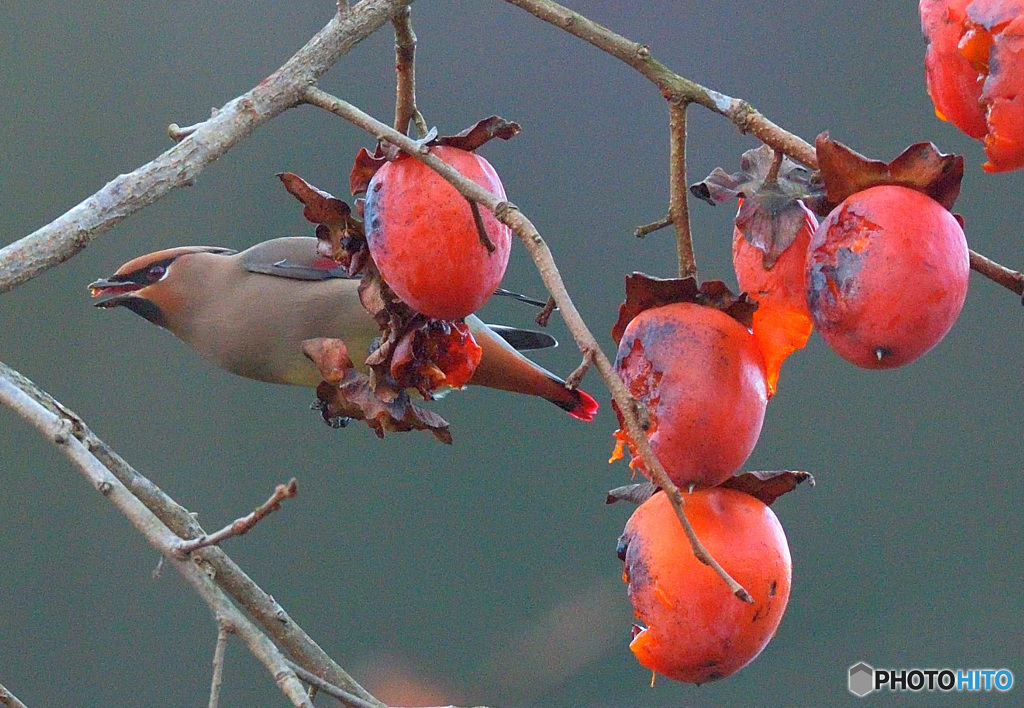 柿にヒレンジャク