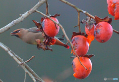 柿にヒレンジャク 柿にヒレンジャク