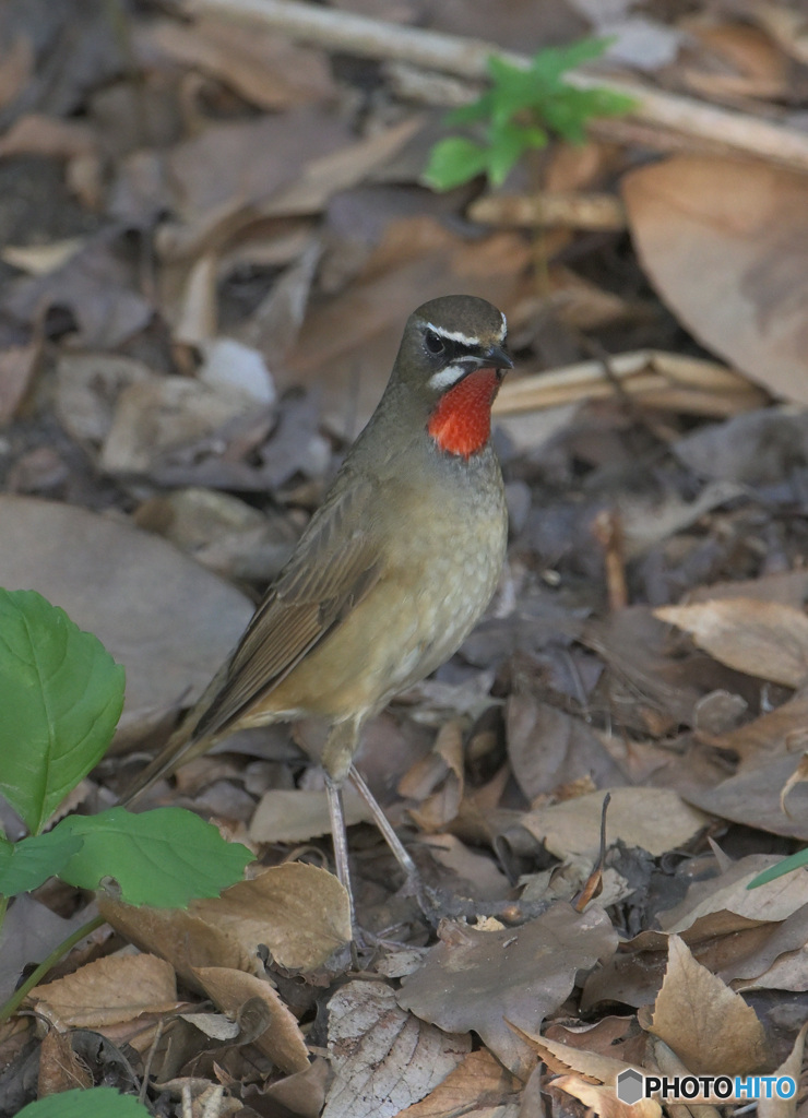在庫のノゴマ君⑨