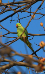 野生化したワカセホンセイインコ