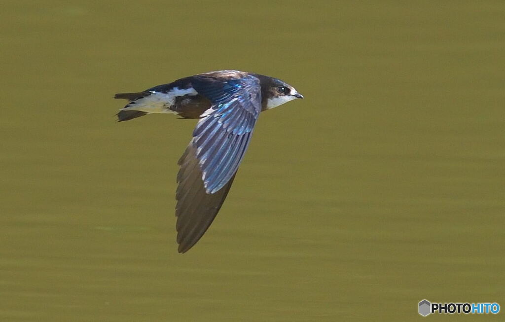 ハリオアマツバメ⑪