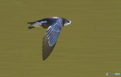 ハリオアマツバメ⑪ ハリオアマツバメ⑪