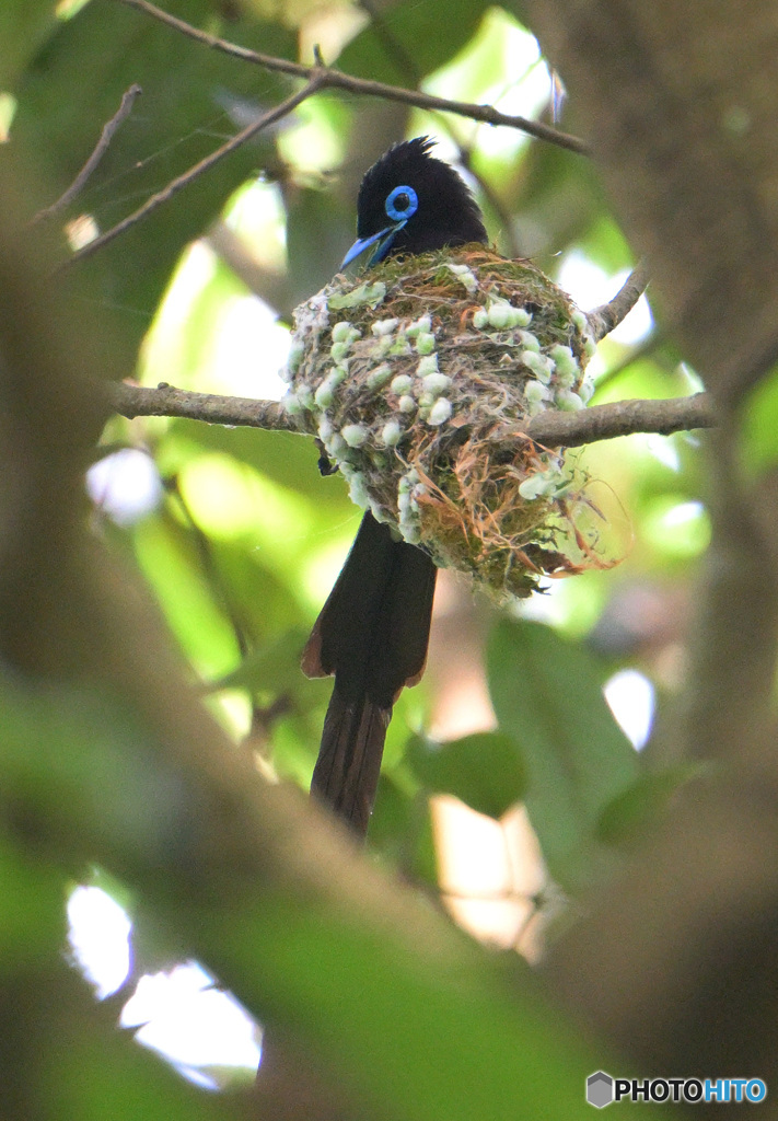 5月のサンコウチョウ君⑤
