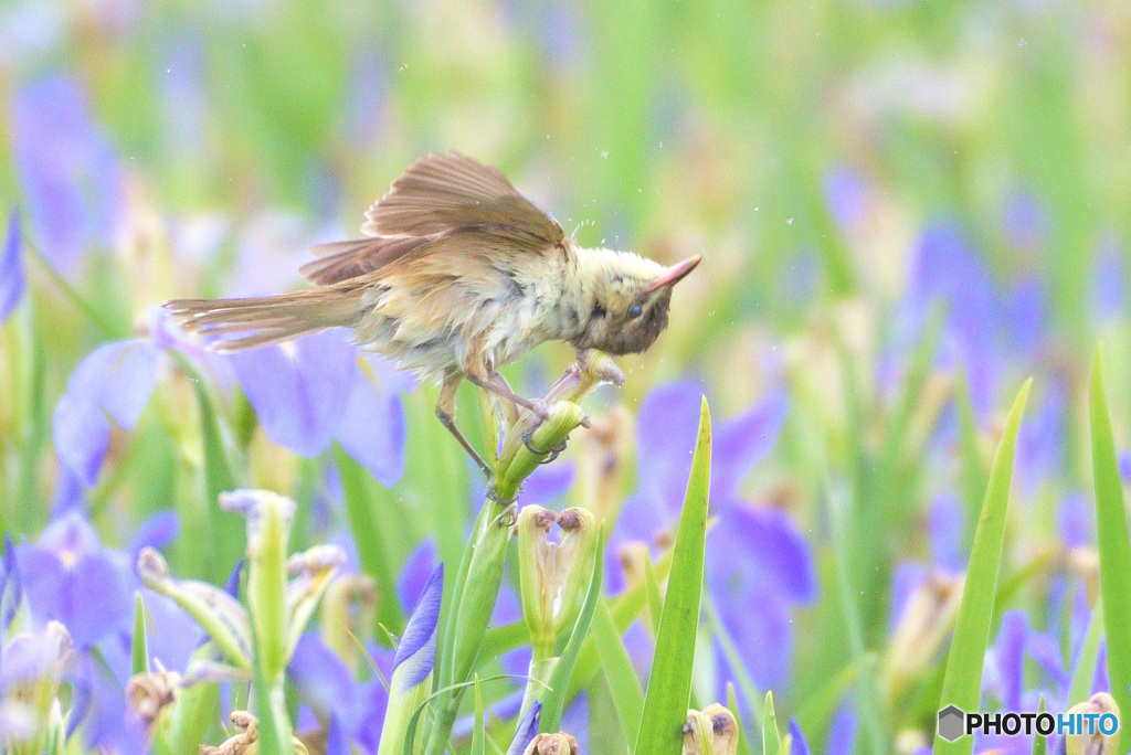 菖蒲にオオヨシキリ㊷