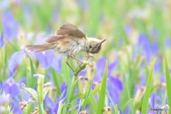 菖蒲にオオヨシキリ㊷