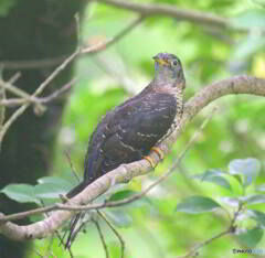 カメラ目線のツツドリ黒