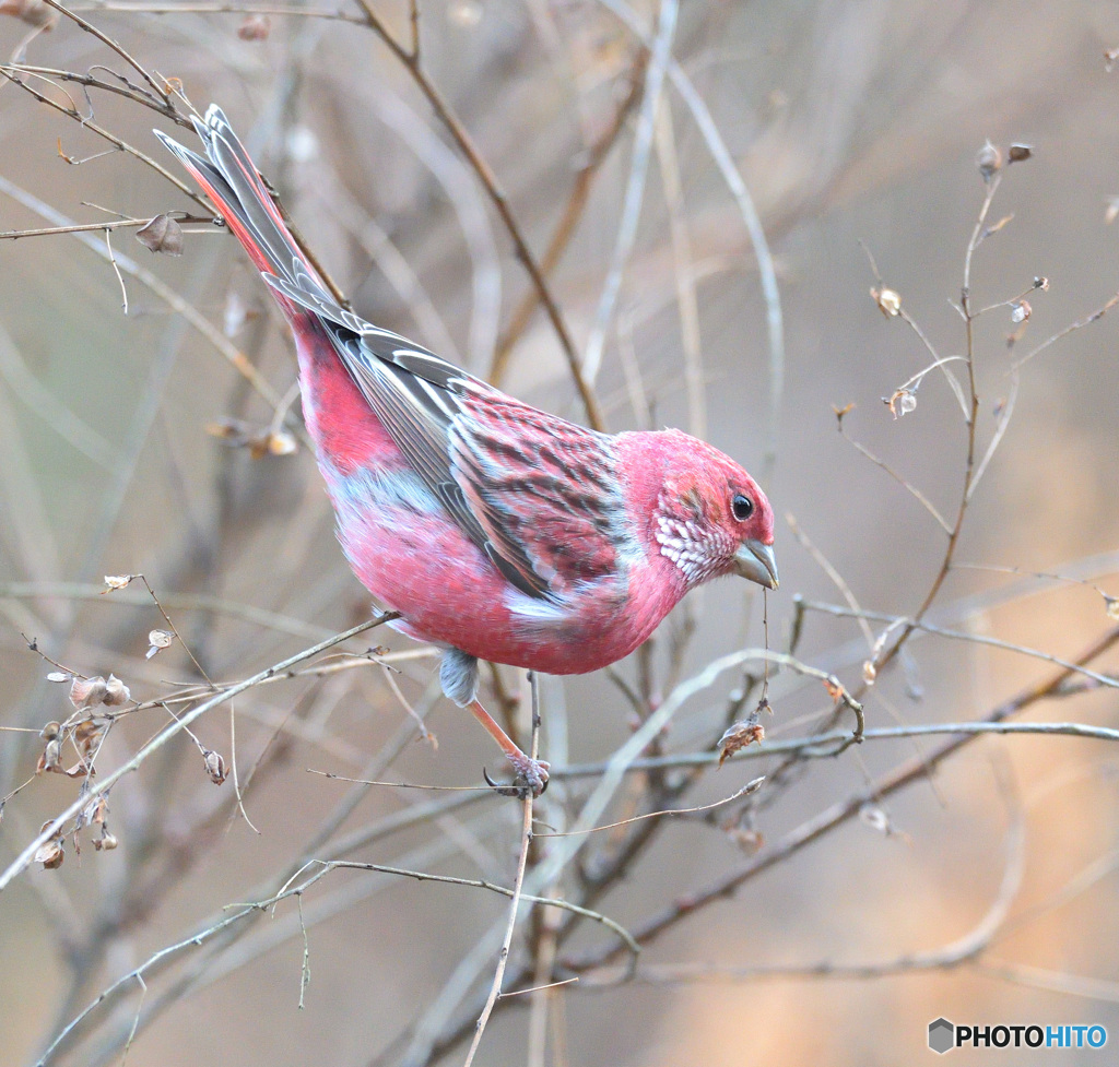 オオマシコ君2020③