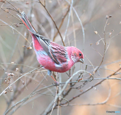 オオマシコ君2020③