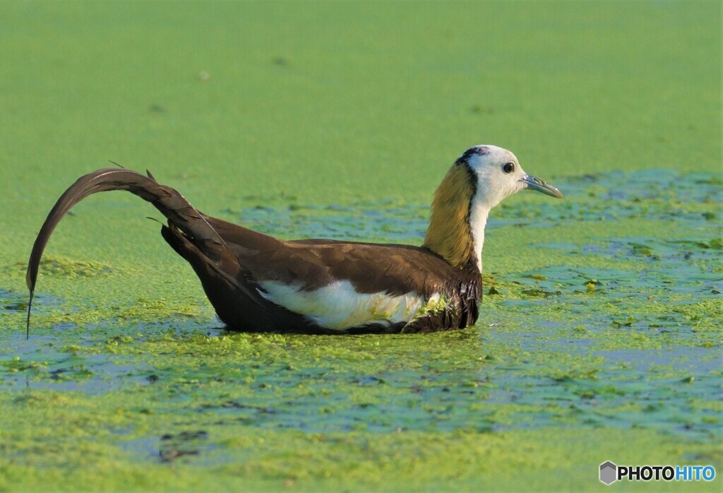 思い出のレンカクさんⅢ