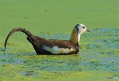 思い出のレンカクさんⅢ