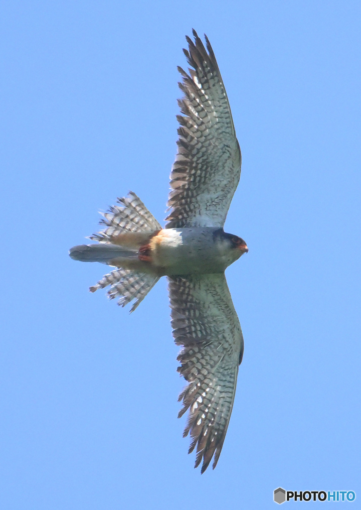 アカアシチョウゲンボウ⑮