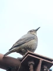 ♀のイソヒヨさん