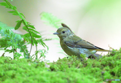 キビタキの幼鳥さん