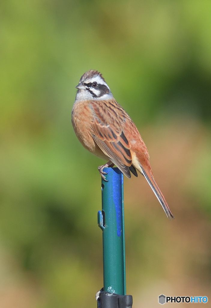 カメラ目線のホオジロさん
