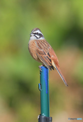 カメラ目線のホオジロさん