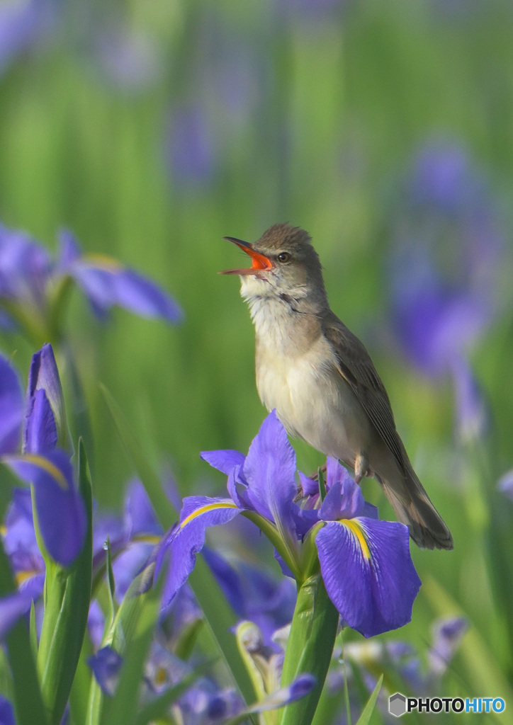 オクラレルカにオオヨシキリ⑦