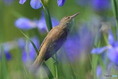 花菖蒲にオオヨシキリ③