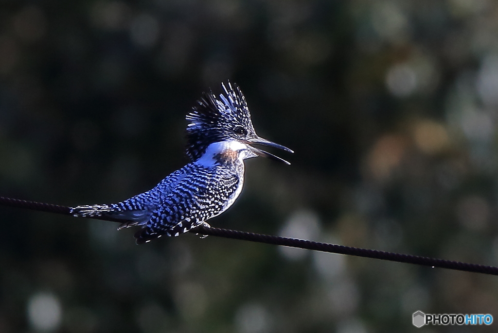 今日もゴキゲン(20161126）