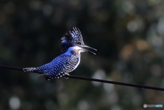 今日もゴキゲン(20161126）