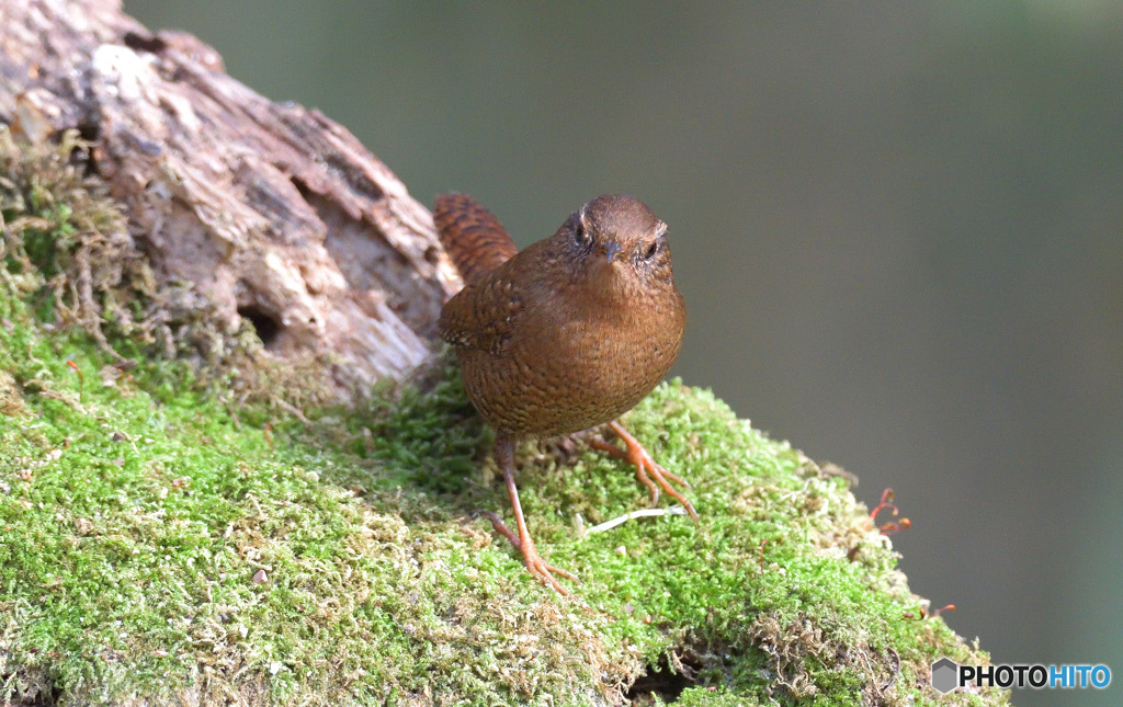 カメラ目線のミソサザイ