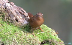 カメラ目線のミソサザイ