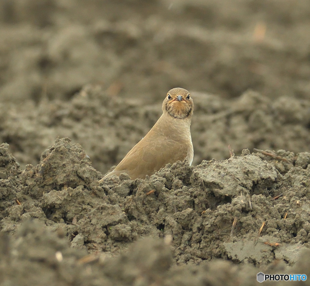 ひょっこりツバメチドリ