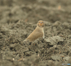ひょっこりツバメチドリ