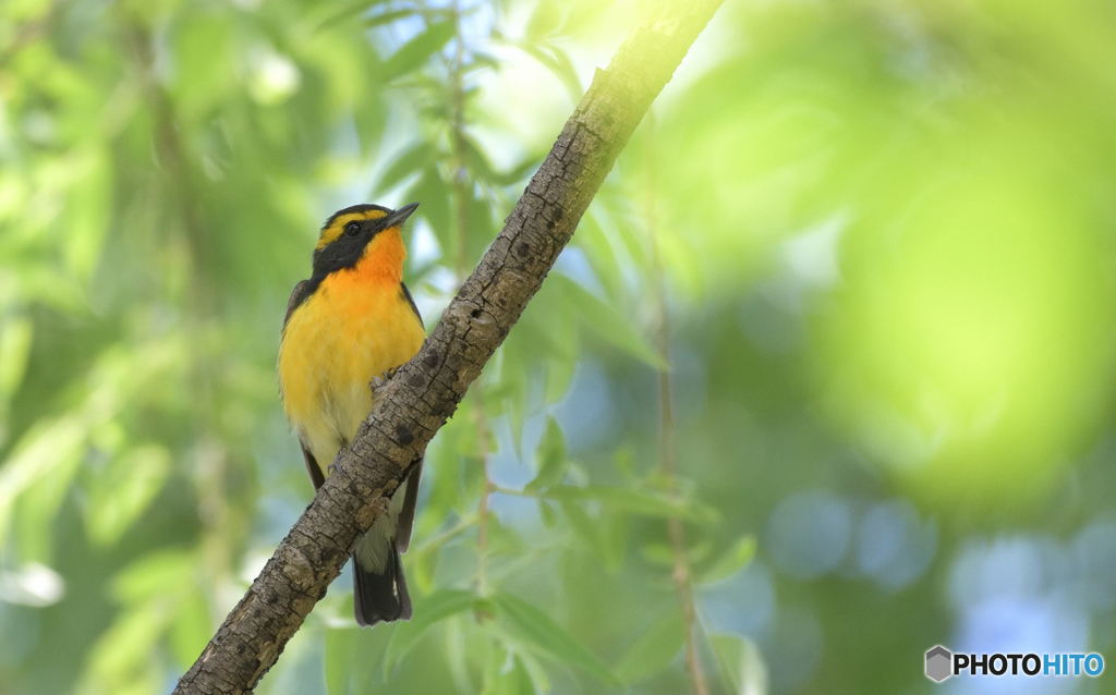 本日のキビタキ