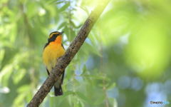 本日のキビタキ