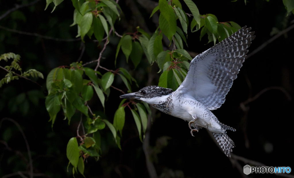 元気なヤマセミくん